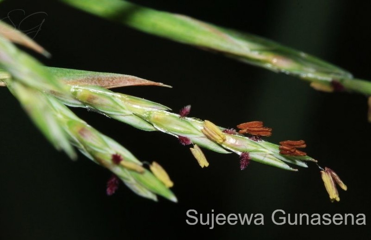 Cymbopogon citratus (DC.) Stapf